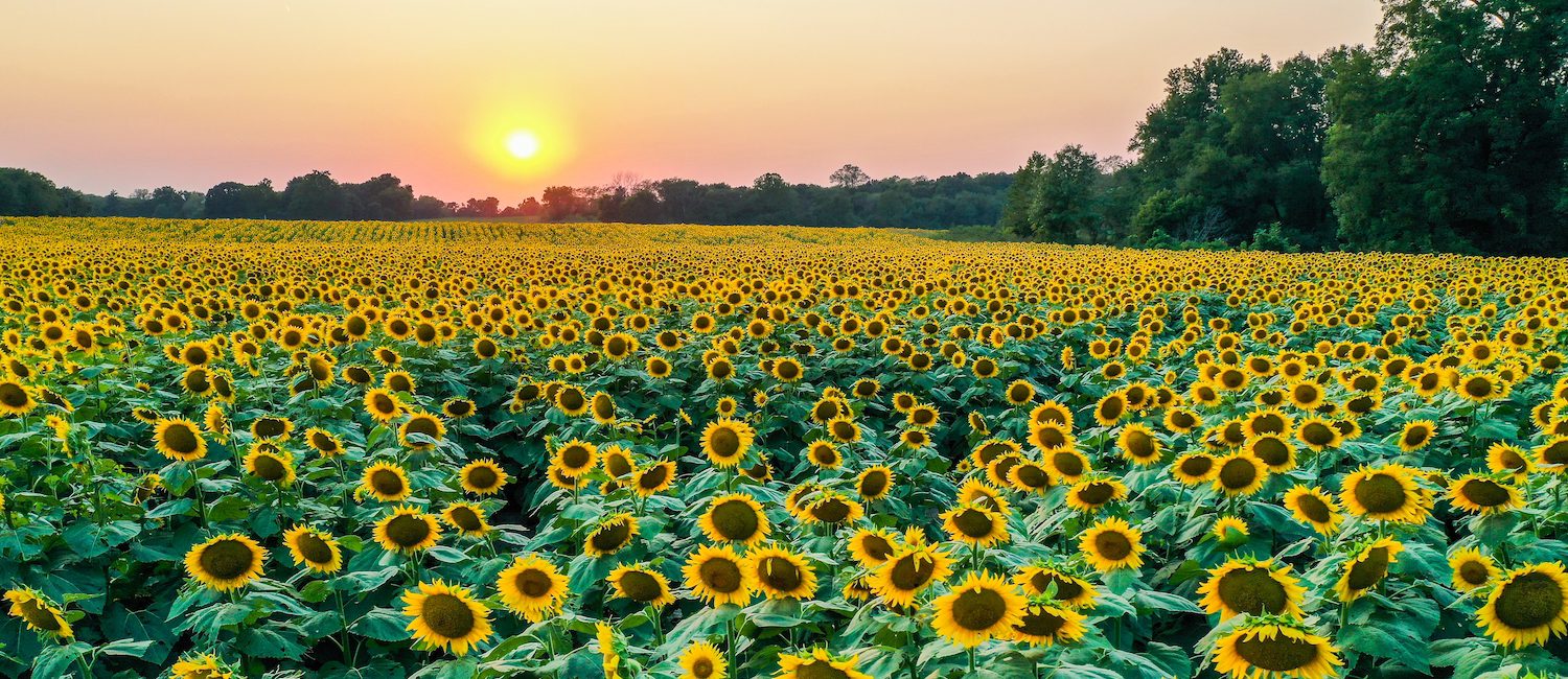 kansas_sunflowers_shutterstock_2041458611